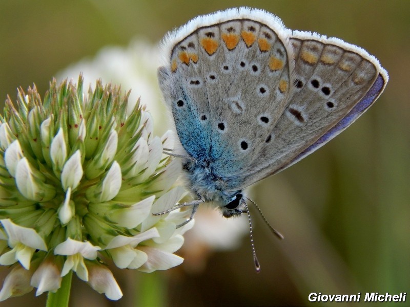 Polyommatus icarus ....variante.